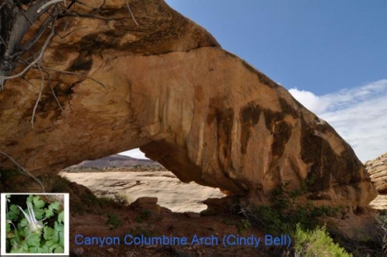 Canyon Columbine Arch